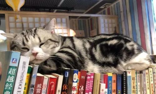 关于撸猫的古诗,撸猫古诗词