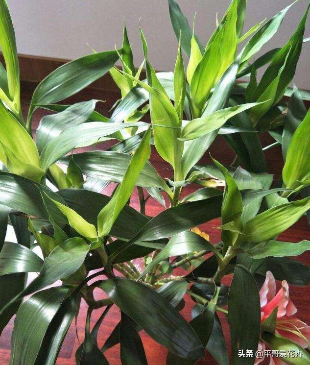 富贵竹叶片发黄怎样解决,富贵竹叶片尖发黄怎么办