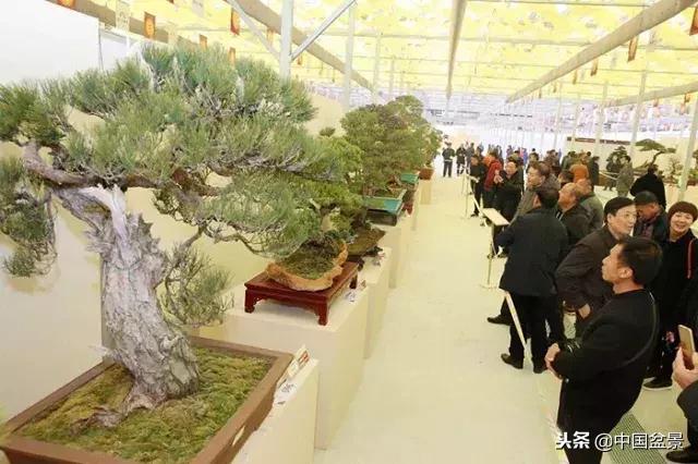 盆景不具有收藏价值,盆景不能有功利心