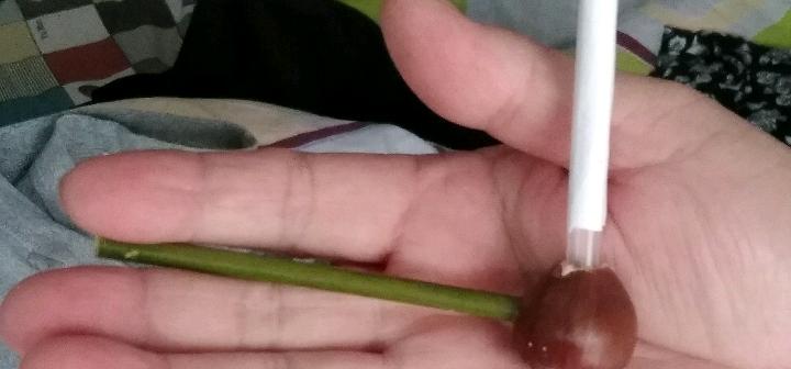 小时候常见又叫不上名的动植物,你们老家怎么说?满满的童年回忆