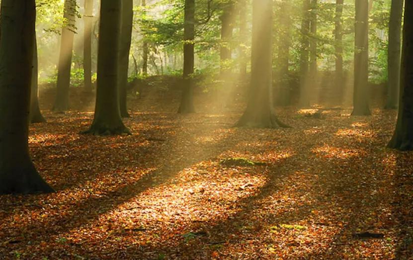 既环保又耐磨的地板,最环保的地板革