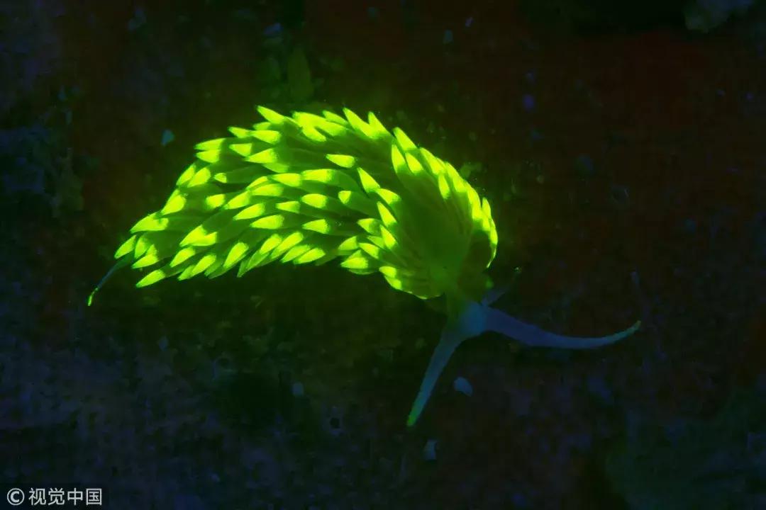 认识鲨鱼斑马恐龙等10种动物,六角恐龙海底生物