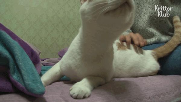 猫晚上睡觉发梦咬人,猫咪做梦会被吓醒吗