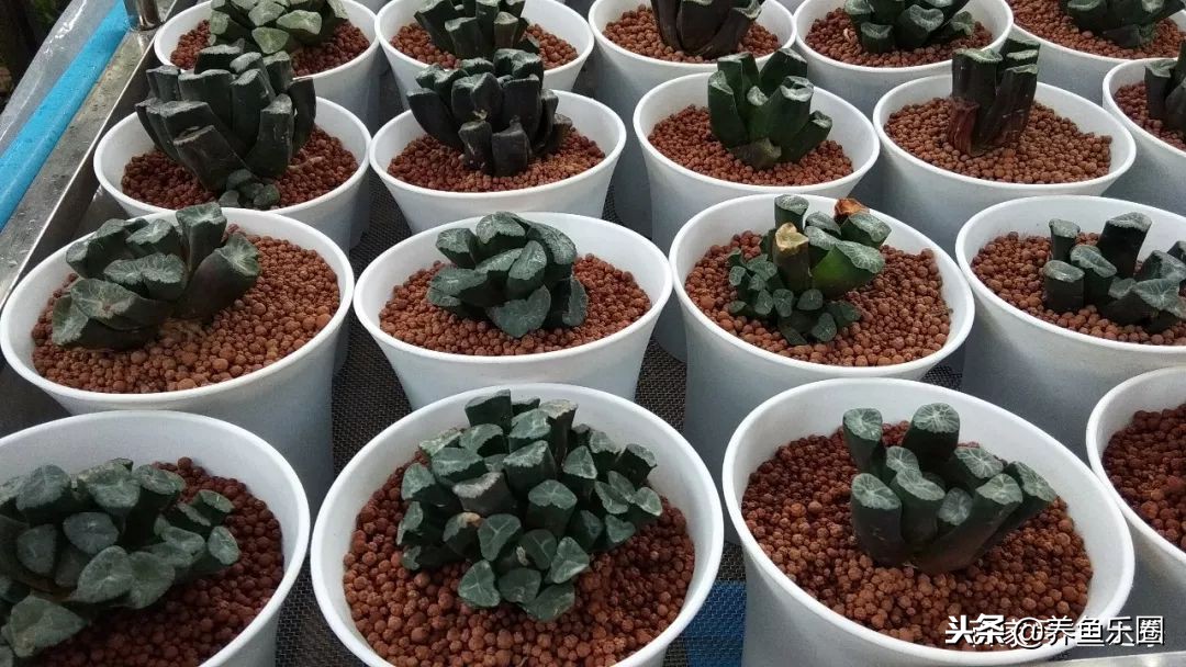 这位土豪家的渔场，光滤材就花了500多万，你确定不要见识一下？