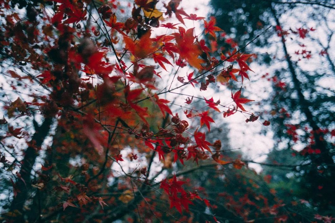 枫叶自驾最美路线,中国最美的枫叶大道