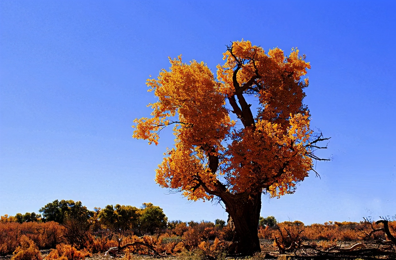 2022年最值钱紧缺的苗木是啥,什么苗木最值钱又好养