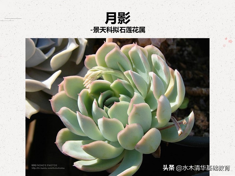 梦幻女王多肉植物百科图谱,原产地多肉植物图谱pdf