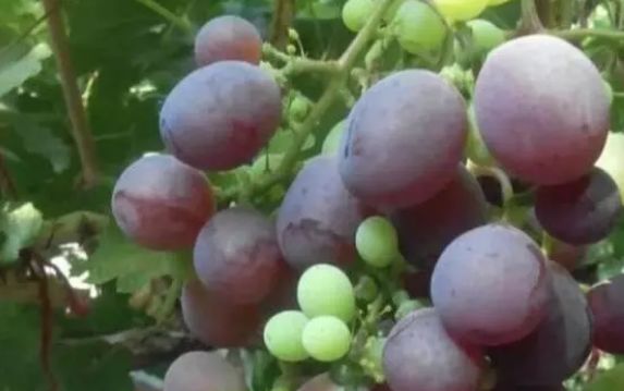 葡萄大小粒管理方法,葡萄大小粒的最佳治疗方法