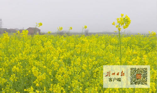 惊蛰忙种麦谷物种大田,惊蛰节气春耕忙完整版