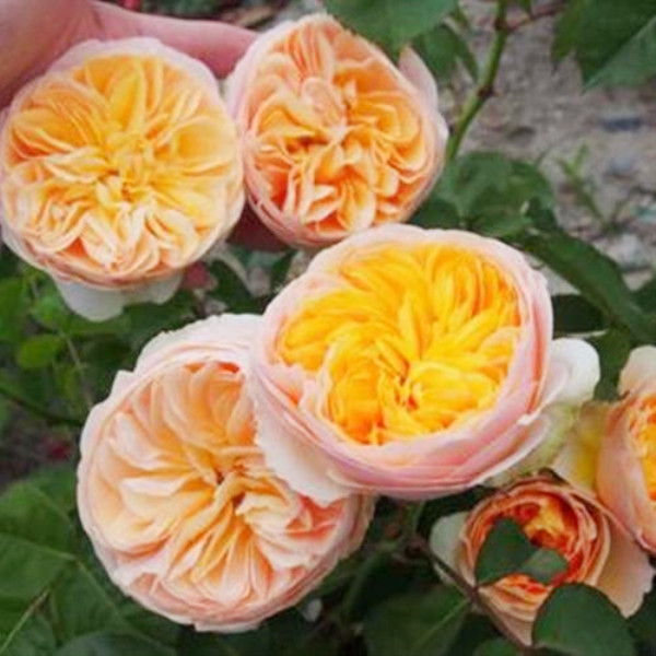 99棵月季,最值得入手的玫瑰月季