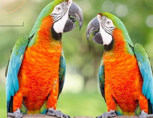 最受欢迎的10种宠物猫狗,十大最受欢迎的宠物排名