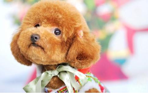 泰迪犬贵不贵好不好养,泰迪越小越值钱吗