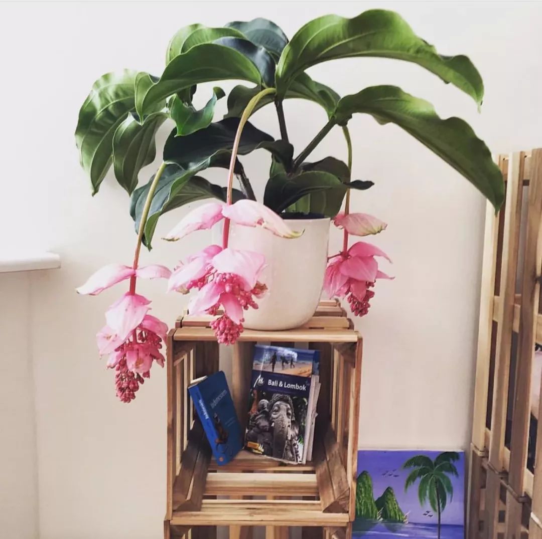 什么花喜庆又好养又好看,家养最旺财的十种花推荐