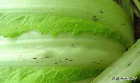 白菜上的黑点对身体有什么影响,大白菜上的黑点是什么能吃吗