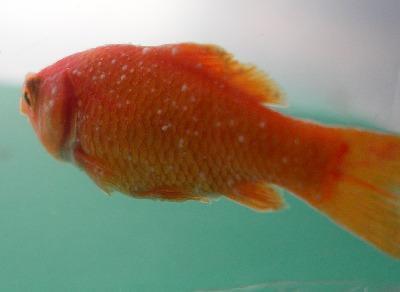 金鱼白点病加温要几天,金鱼平时水温多少度预防白点病