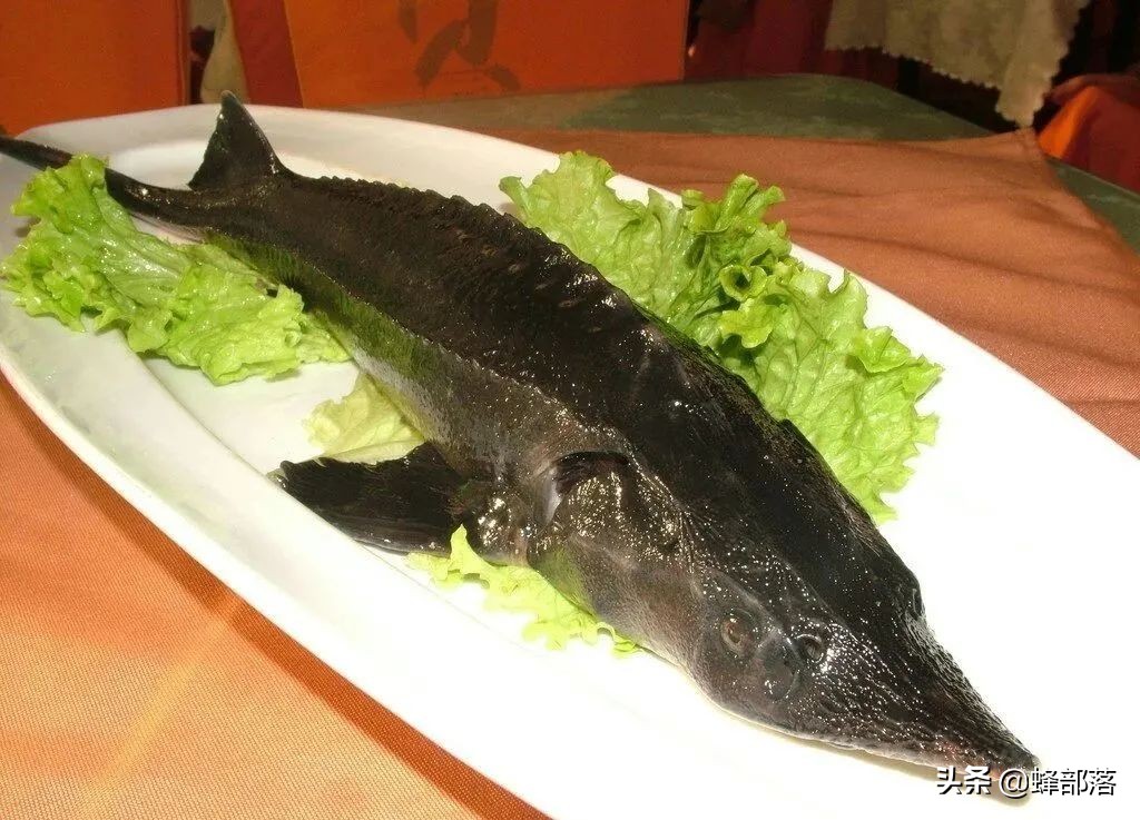 什么鱼最好养殖最挣钱,农村养殖鱼的技巧和注意事项