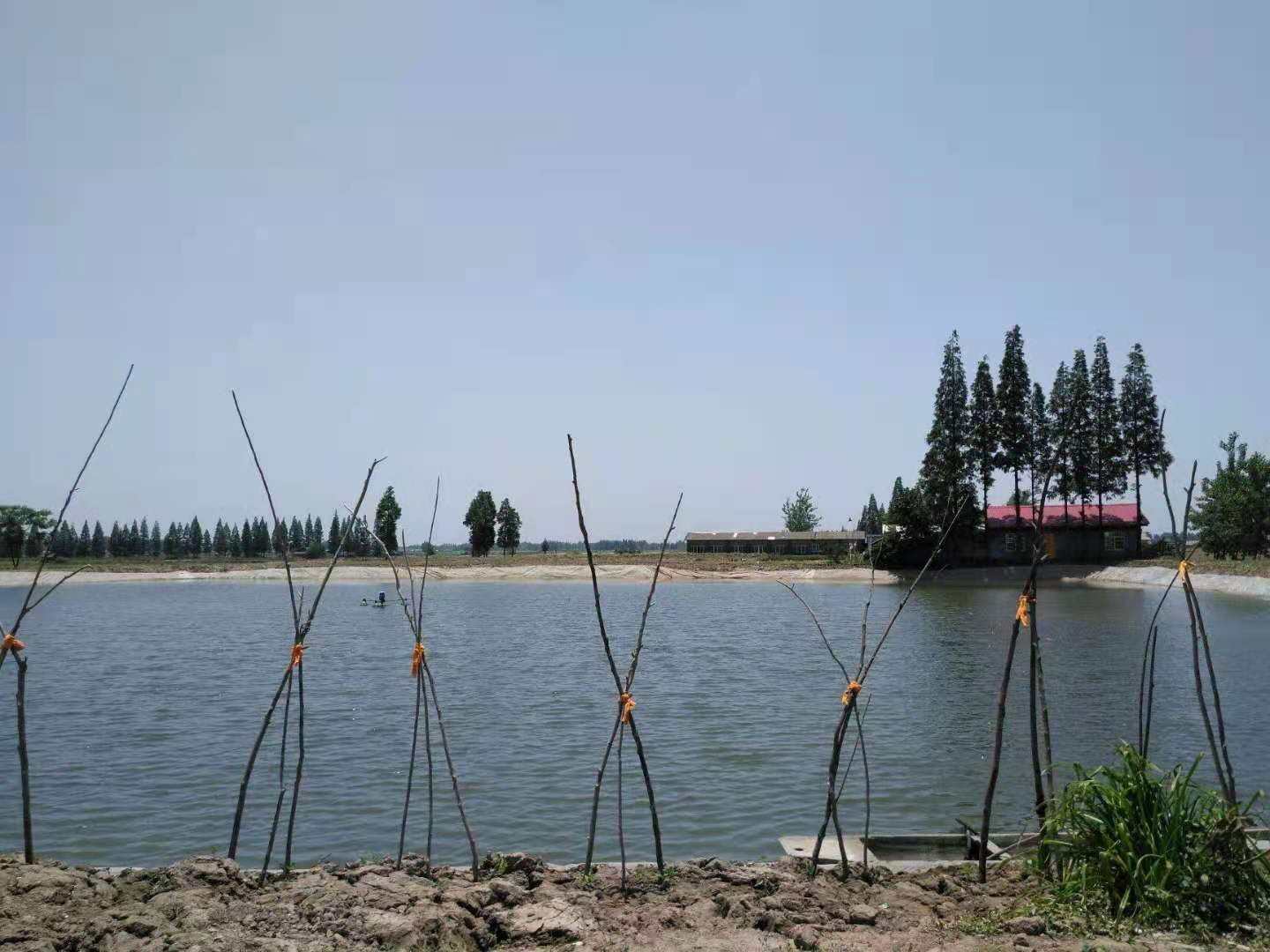 淡水养殖的条件,农村池塘淡水养殖什么赚钱