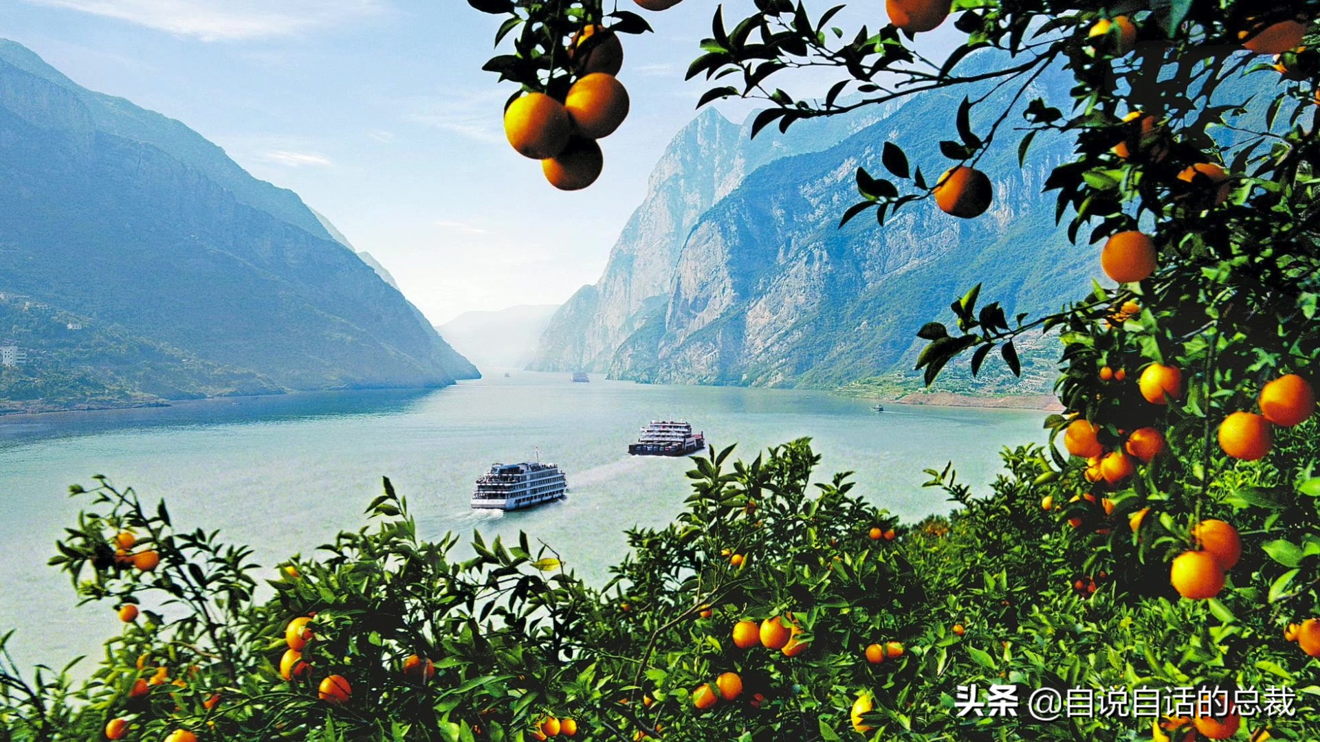 全世界的柠檬都读Lemon?这背后有一个刻在8号染色体上的上古故事