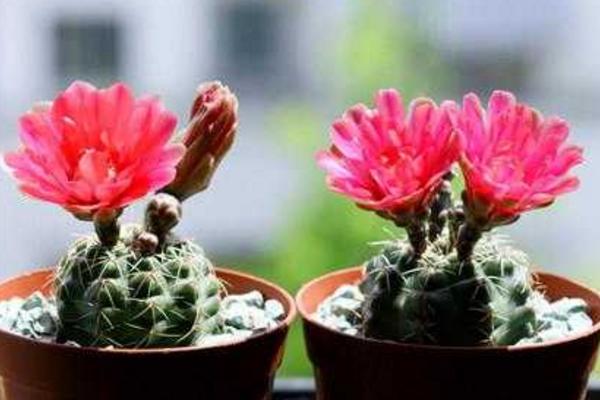 绯花玉怎么养,绯花玉能活几年