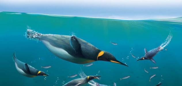 企鹅是不是南极特有动物,企鹅靠什么能在寒冷的南极生活呢