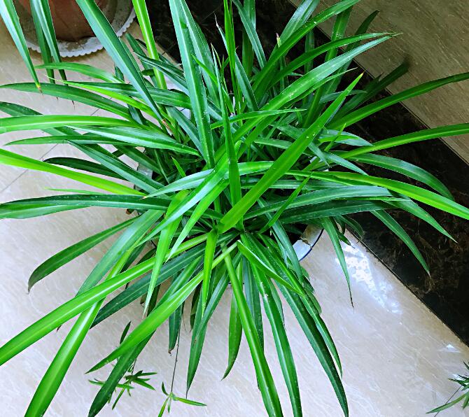 室内养的水培植物推荐,家里常见的水培植物