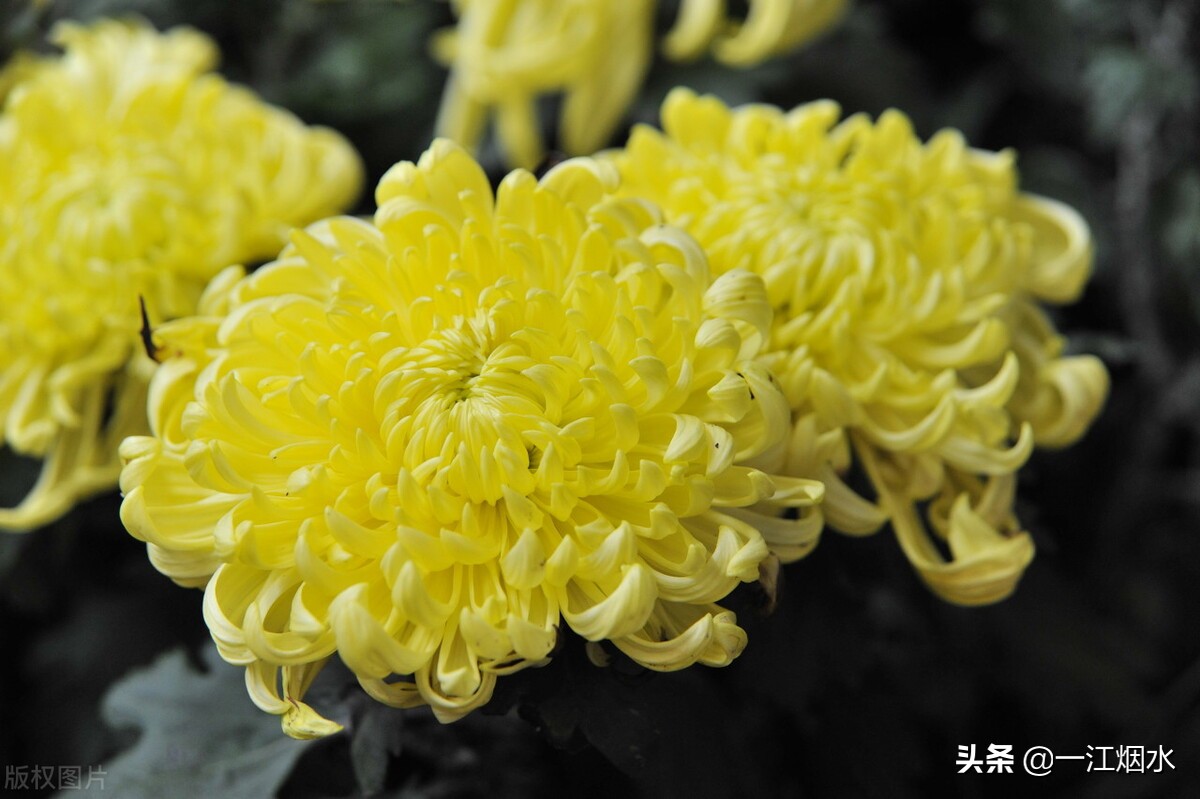 各种花的寓意和象征意义,各种花的花语和象征意义