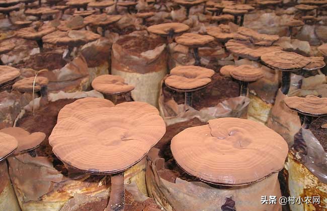 农村养殖种植创业好项目,农村可以创业做什么生意好赚钱