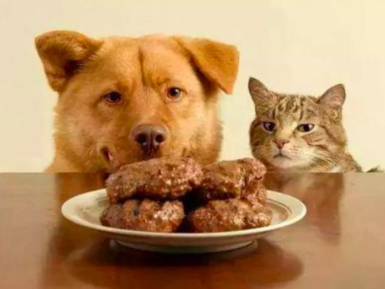 这四种食物千万别给猫咪吃,这3种水果千万不要吃