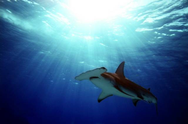 潜水的魅力有多可怕,从来没潜水的人能潜水吗