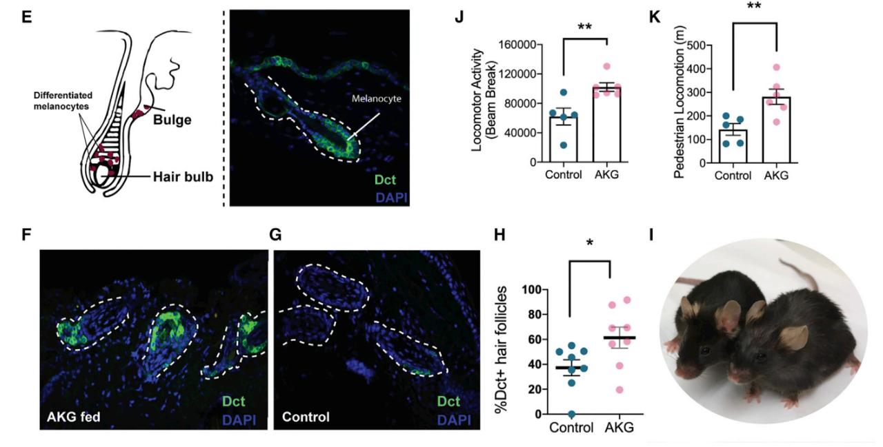 世界6大膳食营养补充剂,膳食补充剂真的有效吗