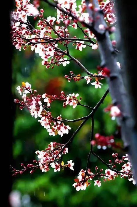 有一种春天叫西安的春天,西安古都的春天在哪里