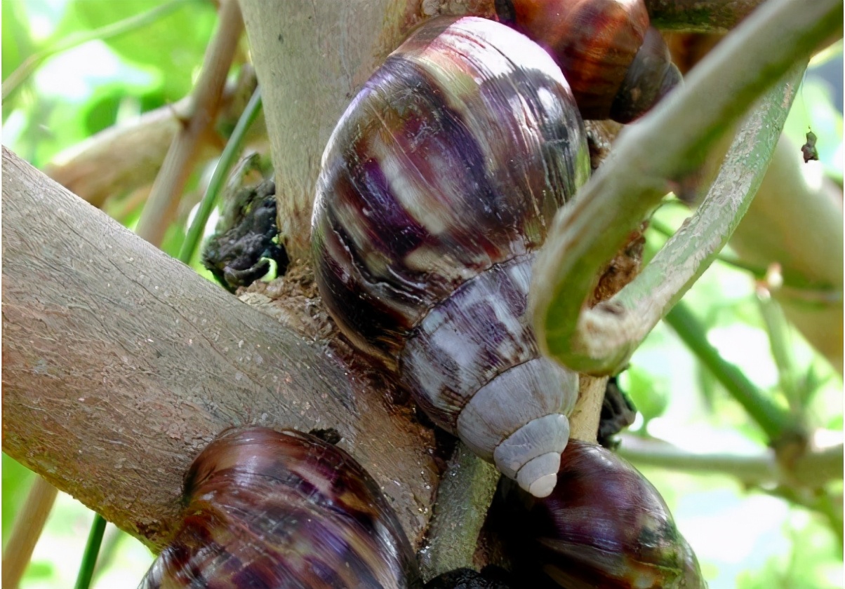 又是蜗牛，239只“万齿怪兽”被上海海关截获，蜗牛破坏力有多强