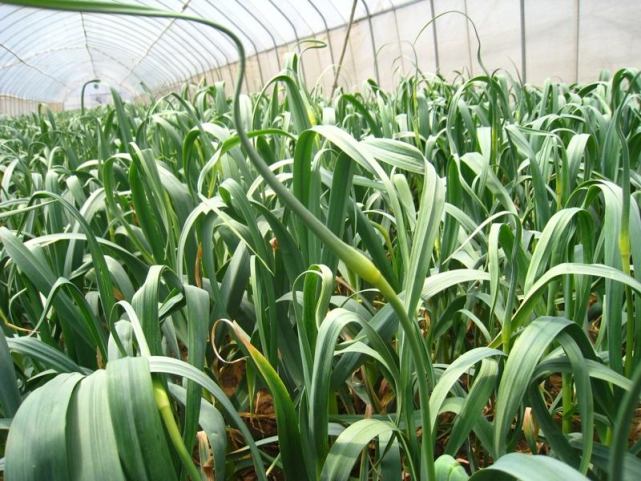 大蒜抽薹15天可以收蒜吗,大蒜抽薹后最好的控旺剂是什么