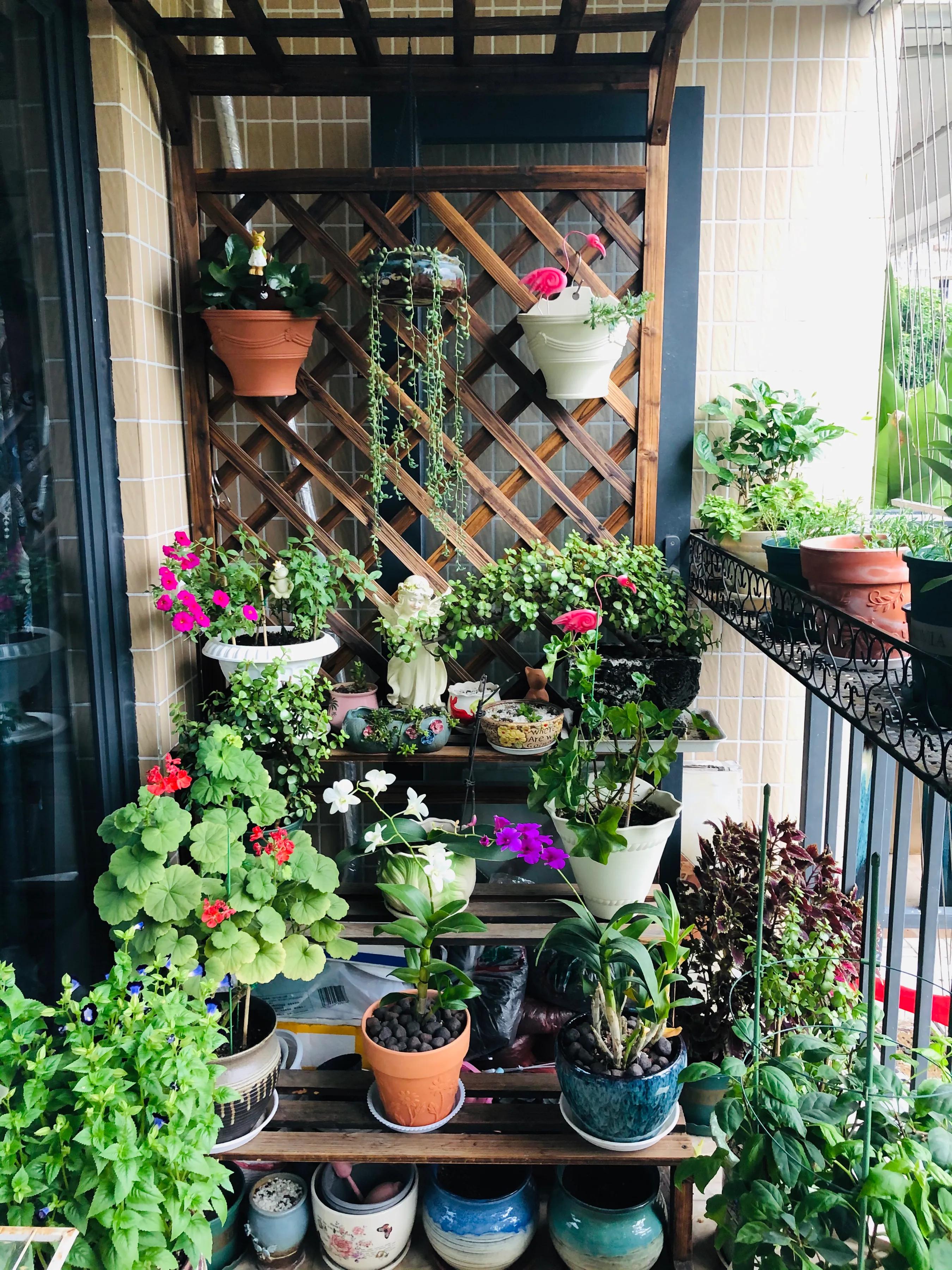 蝴蝶石斛兰怎么养,盆栽里长得像蝴蝶花的是什么花