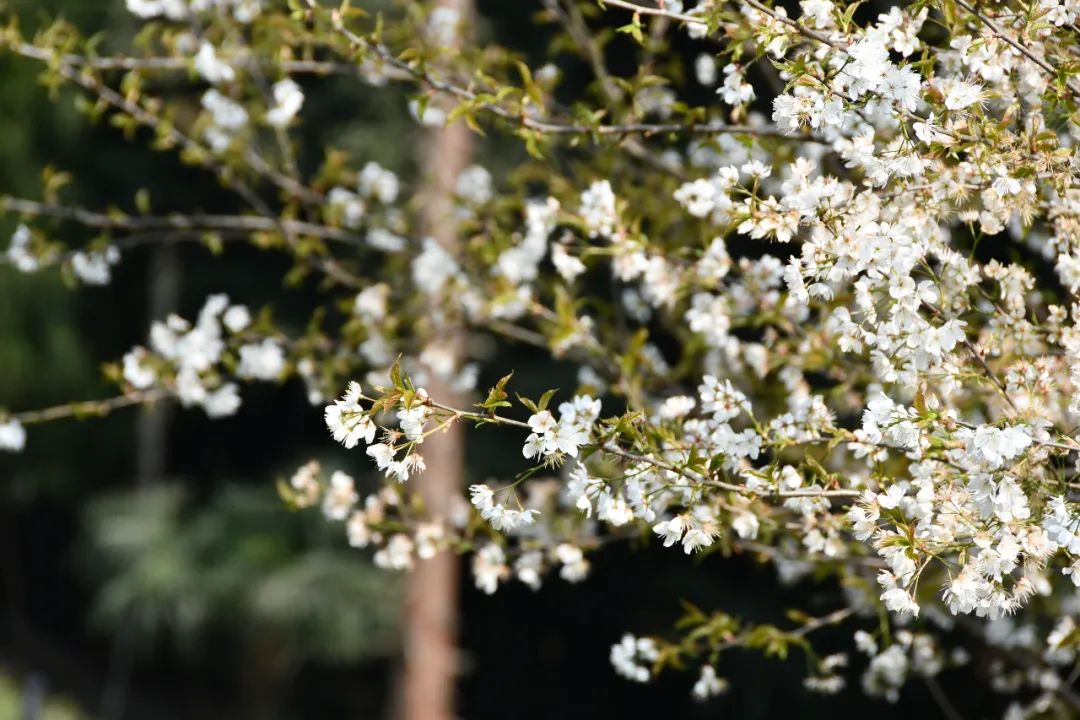 我们争分夺秒加班加点，就是为了奉上今春这第一波蒙顶皇茶！