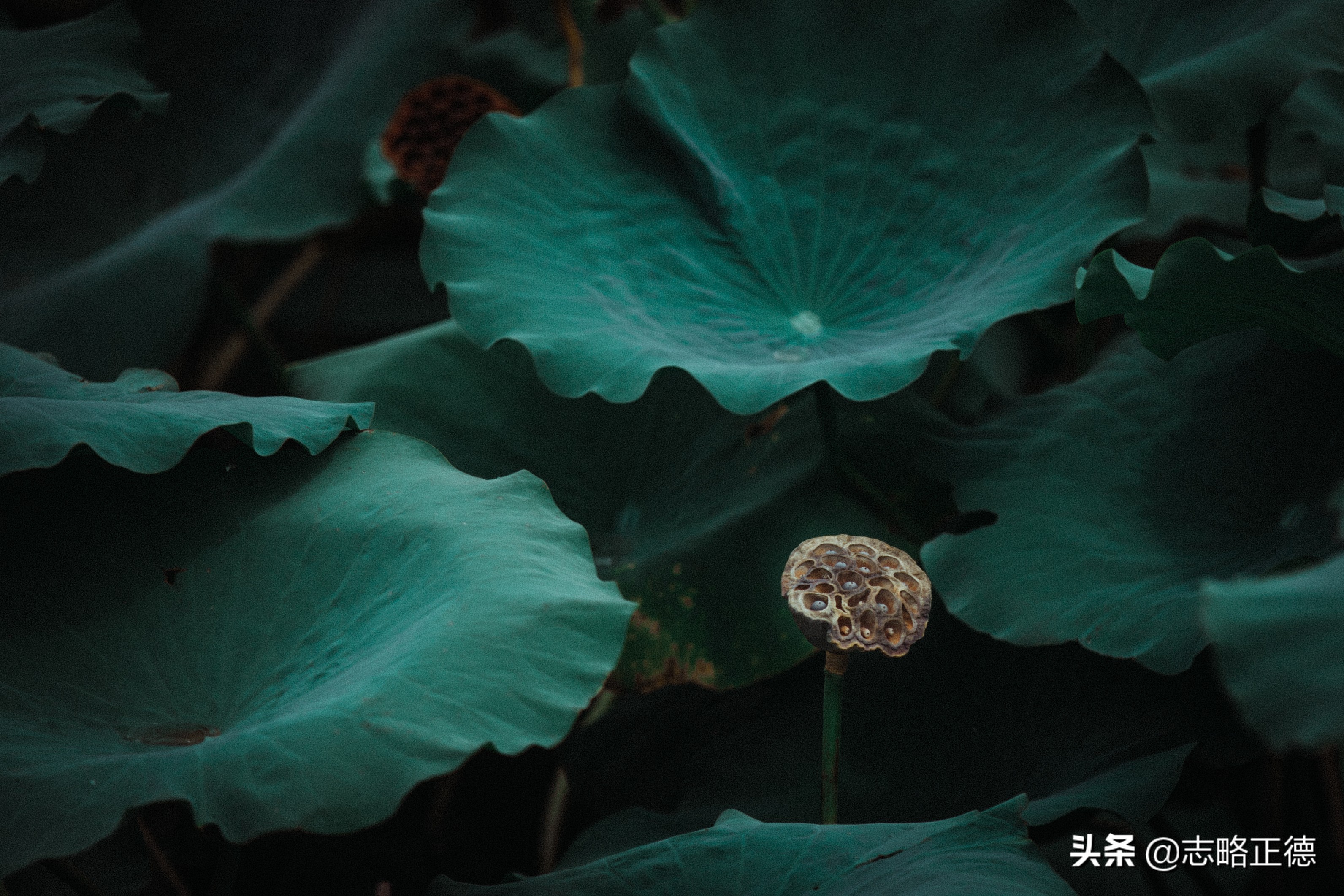 无人机选购指南最新,新手入坑又便宜又好用的无人机