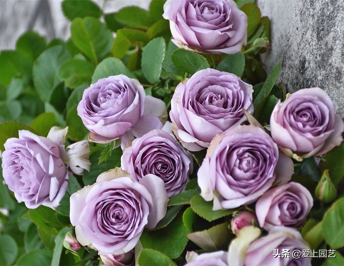 适合阳台种容易爆盆的切花月季,月季经典高颜值品种是哪个