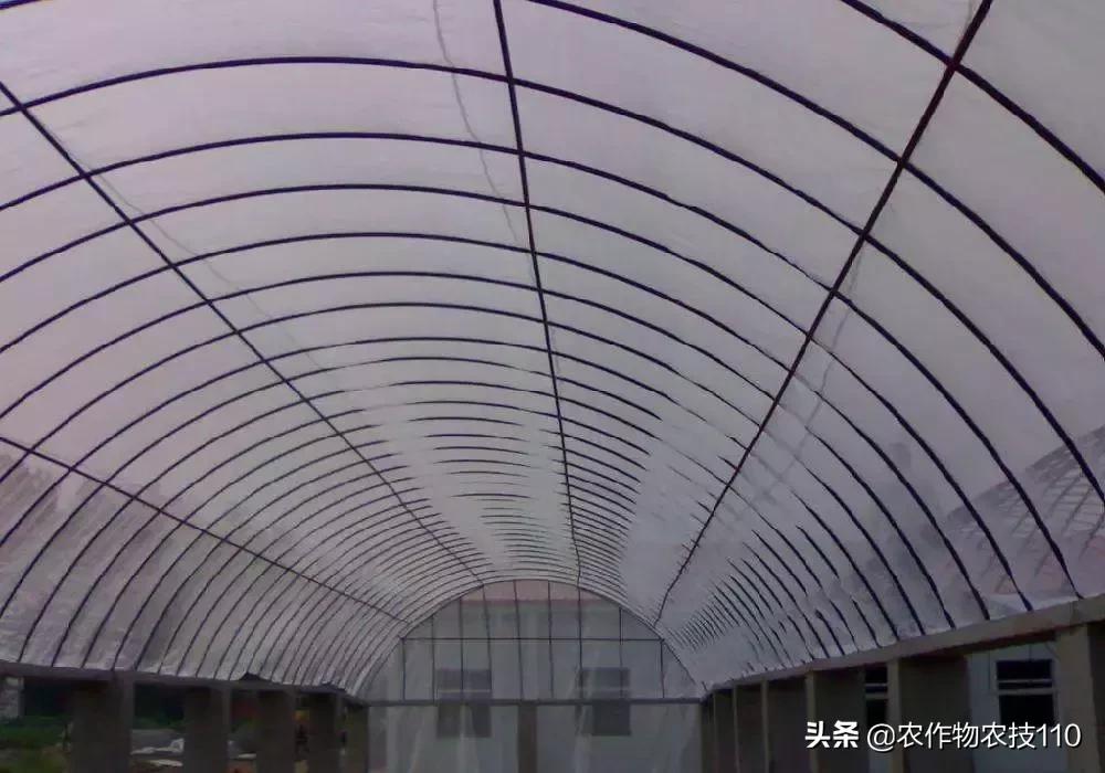 防虫网可以杀虫吗,蓟马虫害可以用防虫网吗