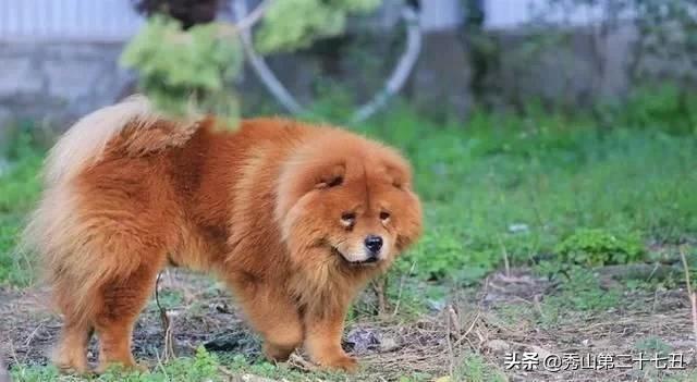 哪种狗狗体味不重适合在家养,狗狗的体味如何解决小技巧告诉你