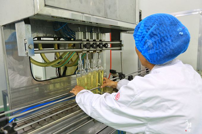 赞皇核桃树苗圃基地,河北野山上哪里有野生核桃树