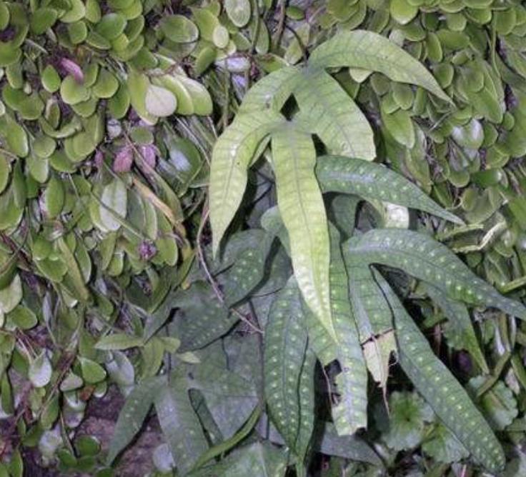 农村常见不起眼的野草叶子像鸡眼,山谷的野草