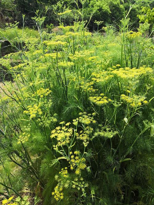 茴香植物闻起来没有味道,茴香植物简介