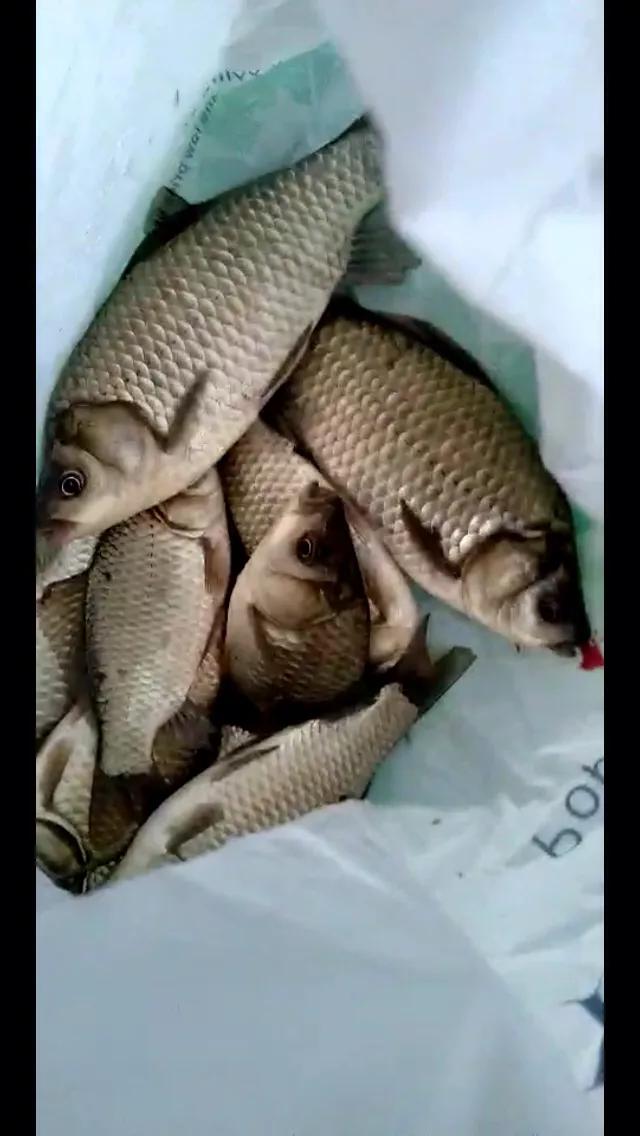 适合各种水域大小鱼通杀饵料,适合各种水域大小鱼通杀的饵料