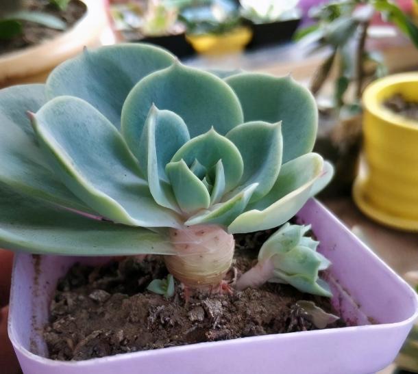 多肉植物玉蝶锦怎么繁殖,多肉植物玉蝶和碧桃哪个更有优势