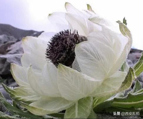 *疆新**十大特产，你都吃过吗？我最喜欢大枣了