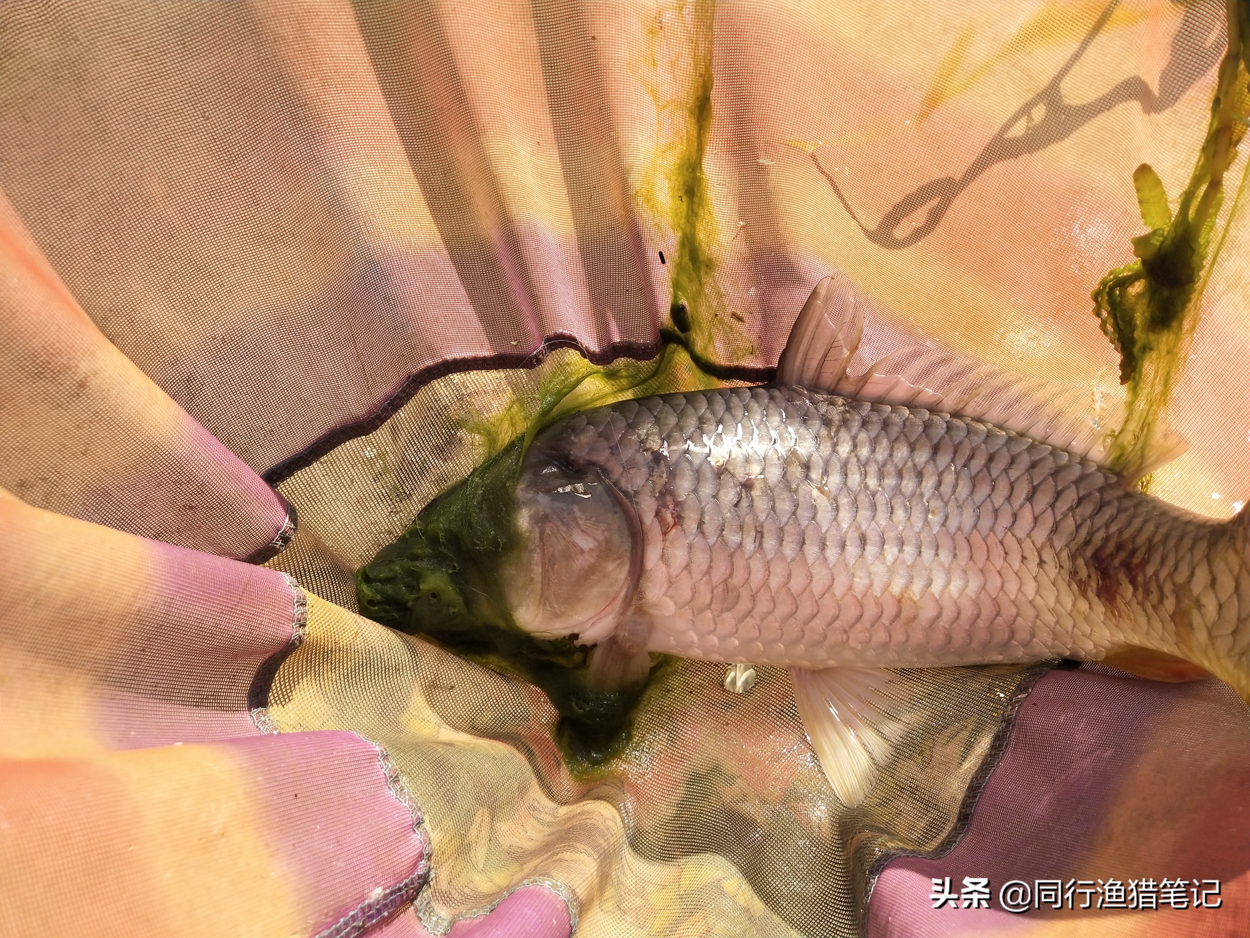 老三样拉饵怎么开又软又粘和配比,饵料怎么开得又软又粘