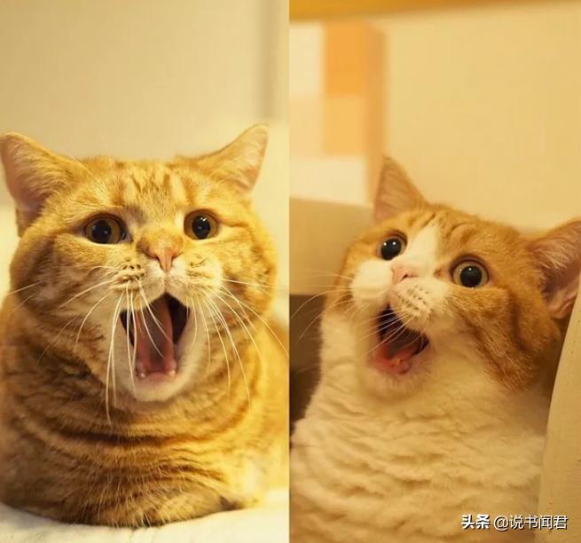 短腿猫是有多可爱,短腿猫有多可爱