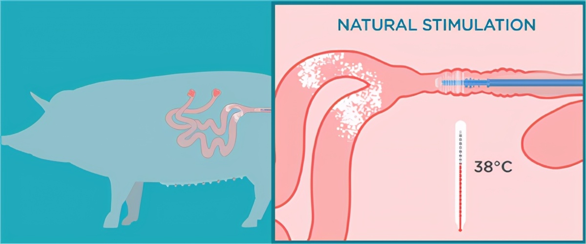 母猪怎样管理才能不返情,春季母猪管理要点
