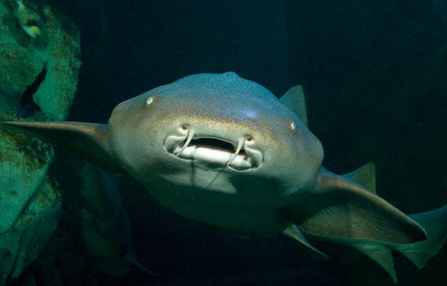 观赏淡水小鲨鱼种类及图片,海洋馆鲨鱼的种类名字