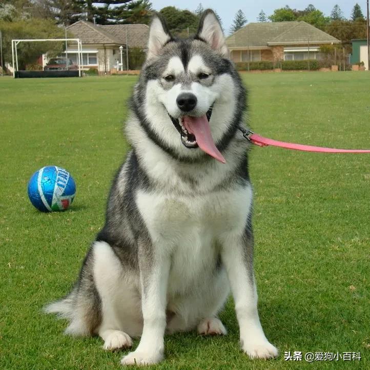 宠物狗的种类图片卡通,狗的种类视频